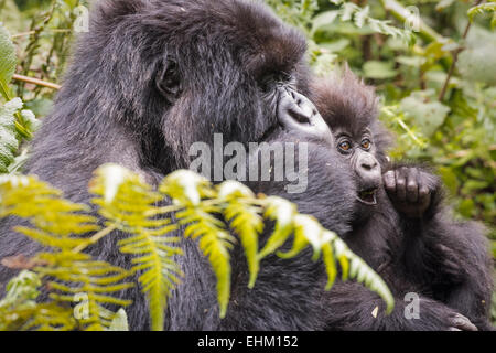 Berggorillas im Volcanoes-Nationalpark, Ruanda (Kuryama Gruppe) Stockfoto