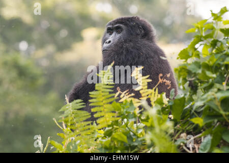 Berggorillas im Bwindi Impenetrable Forest, Uganda (Kyaguliro Gruppe) Stockfoto