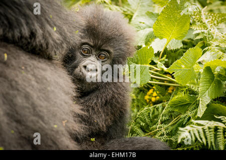 Stock Foto von Berggorillas in Volcanoes-Nationalpark, Ruanda (Sabyinyo-Gruppe) Stockfoto