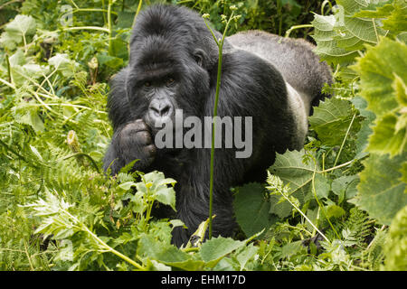 Stock Foto von Berggorillas in Volcanoes-Nationalpark, Ruanda (Sabyinyo-Gruppe) Stockfoto