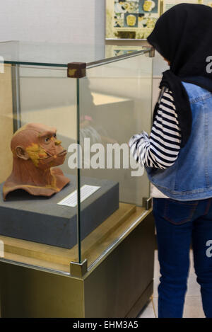 Lokale studentische untersucht lebensgroße Rekonstruktion des Homo Erectus von Yoichi Yazawa Geologie Museum, Bandung, Indonesien. Der Wiederaufbau erfolgte auf einem Objektträger anhand versteinertes Skelett namens PVII und machte für die Wiederbelebung der Pithecanthtropus Ausstellung in Tokio, Japan, 1996, unter Aufsicht von Dr. Fachroel Aziz (Geologie-Museum, Bandung) und Dr. Hisao Baba (National Science Museum, Tokio). Stockfoto