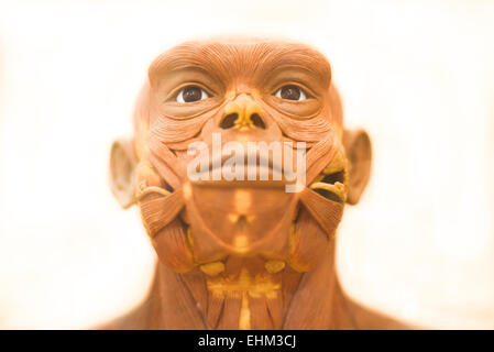 Bandung, Indonesien. März 2015, 15th. Details der lebensgroßen Rekonstruktion des Homo erectus von Yoichi Yazawa im Geologischen Museum, Bandung, Indonesien. Die Rekonstruktion basiert auf einem Fossilisierskelett namens PVII und wurde für die Wiederbelebung der Pithecanttropus-Ausstellung in Tokio, Japan, im Jahr 1996 unter der Aufsicht von Dr. Fachroel Aziz (Geology Museum, Bandung) und Dr. Hisao Baba (National Science Museum, Tokyo) durchgeführt. Stockfoto