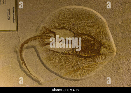 Heliobatis Bogenmaß Fossil gefunden in Wyoming, USA, angezeigten Geologie Museum, Bandung, Indonesien. Stockfoto