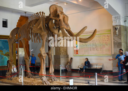 Bandung, West Java, Indonesien. 15. März 2015. Eine Familie diskutiert die Ausstellung der wissenschaftlichen Rekonstruktion von Elephas hysudrindicus, einer ausgestorbenen Elefantenart, im Geologiemuseum in Bandung, West-Java, Indonesien. Bekannt als Blora Elephant, wurden die versteinerten Knochen dieser Megafauna 2009 in Blora Regency, Central Java Province, Indonesien, ausgegraben. Stockfoto