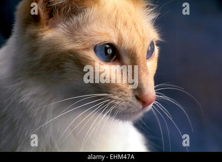 Balinesen-Katze Stockfoto