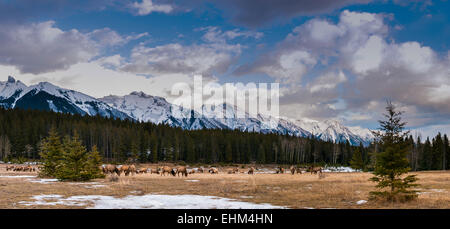 Wild Mountain Elk, Banff Nationalpark Alberta Kanada Stockfoto