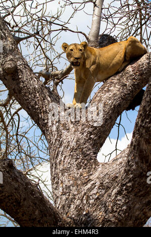 Löwin stecken in einem Baum (Panthera Leo) Stockfoto