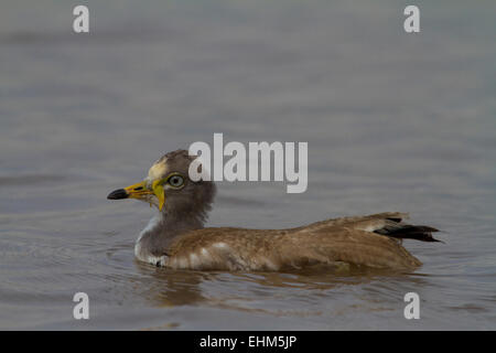 Die White-crowned Kiebitz (Vanellus Albiceps) unreif schwimmend auf einem Fluss. Stockfoto