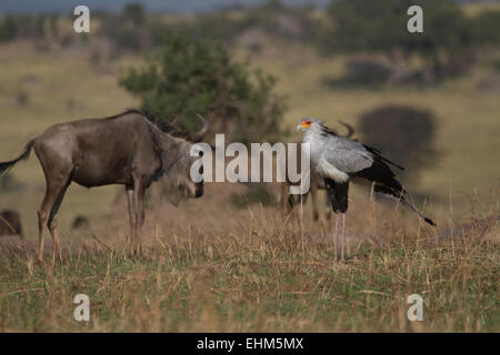 Sekretärin-Vogel (Sagittarius Serpentarius) stehen neben einem Gnus in der Serengeti. Stockfoto