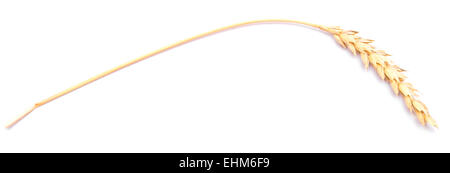 Ähre, isoliert auf weiss Stockfoto
