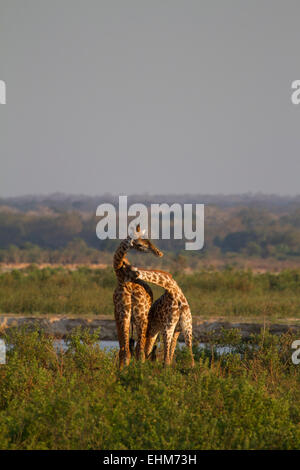 Zwei Masai Giraffe kämpfen oder Einschnürung (Giraffa Plancius Tippelskirchi) Stockfoto