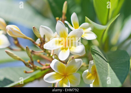 gelbe Plumeria Blüten Stockfoto