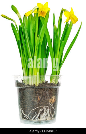 Narzissen in kleinen Pflanzgefäß. Clipping-Pfad enthalten. Stockfoto