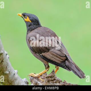 Gemeinsame Myna Vogel (Acridotheres Tristis) Stockfoto