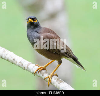 Gemeinsame Myna Vogel (Acridotheres Tristis) Stockfoto