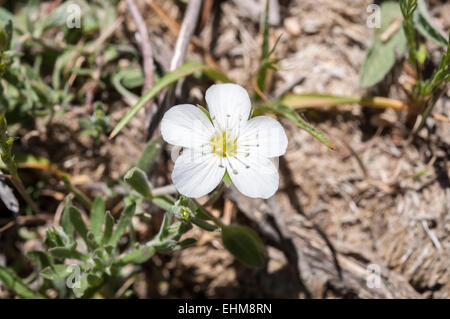 Blumen des Berges Sandwort, Arenaria Montana. Foto aufgenommen im Guadarrama-Gebirge, La Pedriza, Madrid, Spanien Stockfoto