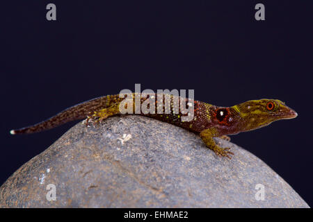 Grenadinen krallenbewehrten Gecko (Gonatodes Daudini) Stockfoto