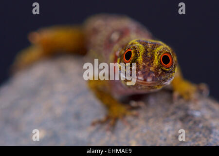 Grenadinen krallenbewehrten Gecko (Gonatodes Daudini) Stockfoto