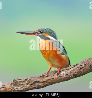 Bunten Eisvogel Vogel, weiblicher Eisvogel (Alcedo Athis), stehend auf einem Ast Stockfoto