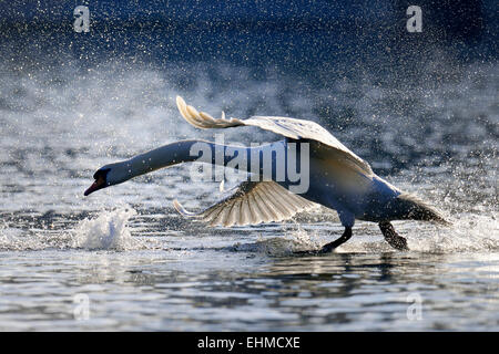 Höckerschwan (Cygnus Olor), Ausziehen aus dem Zugersee, Kanton Zug, Schweiz Stockfoto