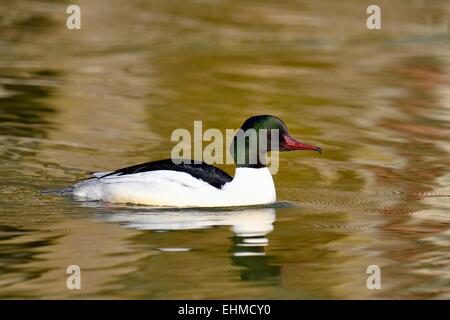 Gemeinsamen Prototyp oder Gänsesäger (Mergus Prototyp), Männlich, Zugersee, Schweiz Stockfoto