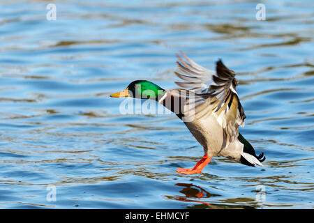 Stockente (Anas Platyrhynchos), Drake im Flug, Zugersee, Kanton Zug, Schweiz Stockfoto