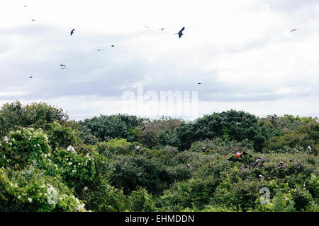 Fregattvögel nisten und fliegen in den Nationalpark von Long Caye, Lighthouse Reef in Belize Stockfoto