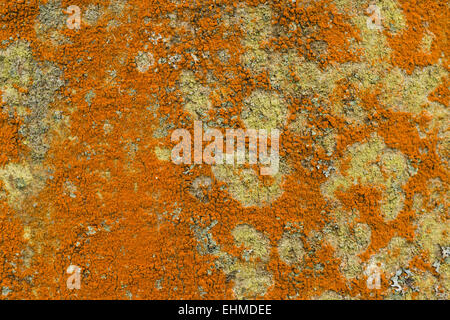 leuchtend orange Alge Trentepohlia kolonisieren die Rinde Oberfläche einer Esche im Wettbewerb um Raum mit Flechten Stockfoto