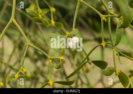 zwei weiße Perle wie Beeren der Mistel hängen in einer Masse von verschlungenen Stängel und Blätter ein Parasit der Bäume Stockfoto