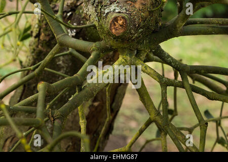 Die verzweigten Holdfast einer Mistel-Buchse unter einem Seitenast auf einen alten Apfelbaum Zeichnung Nahrung Nährstoffe aus seinem Wirt Stockfoto