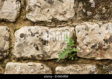 Rustyback Farne ab um sich auszubreiten, wächst in einer Trockensteinmauer kentish Rag und Kalkstein Stockfoto