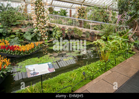 London, UK. 16. März 2015.  Als Londons Royal Botanical Gardens für den Ansturm von Ostern bereitet und Sommersaison, Lilly Wasserteich wartet auf die Ankunft von Boris Johnson, Bürgermeister von London, Pflanzen, Lehrlinge, Diplomanden und renommierten Kew Gärtner Carlos Magdalena Kew, um junge Victoria Amazonica Seerosen, bunte Hybrid Seerosen und Lotus Pflanzen treten in der Princess of Wales Conservatory.   Bildnachweis: Stephen Chung/Alamy Live-Nachrichten. Stockfoto