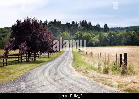 Feldweg zwischen Wiesen in ländlichen Landschaft Stockfoto