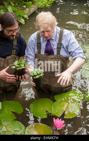 London, UK. 16. März 2015.  Als Londoner Royal Botanical Gardens bereitet für den Ansturm von Ostern und Sommer, Boris Johnson, Bürgermeister von London, schließt sich Lehrlinge, Diplomanden und renommierten Kew Gärtner Carlos Magdalena Kew, um junge Victoria Amazonica Seerosen zu Pflanzen, bunte Hybrid Seerosen und Lotus Pflanzen in der Princess of Wales Conservatory.  Carlos Magdalena ist bekannt als "Pflanze Messias" für seine Fähigkeit, seltene Pflanzenarten, die auf den Rand des Aussterbens zu propagieren. Die Seerosen werden im Juli ihren Höhepunkt erreichen.   Bildnachweis: Stephen Chung/Alamy Live-Nachrichten Stockfoto