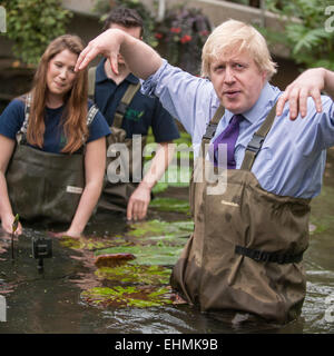 London, UK. 16. März 2015.  Als Londoner Royal Botanical Gardens bereitet für den Ansturm von Ostern und Sommer, Boris Johnson, Bürgermeister von London, schließt sich Lehrlinge, Diplomanden und renommierten Kew Gärtner Carlos Magdalena Kew, um junge Victoria Amazonica Seerosen zu Pflanzen, bunte Hybrid Seerosen und Lotus Pflanzen in der Princess of Wales Conservatory.  Carlos Magdalena ist bekannt als "Pflanze Messias" für seine Fähigkeit, seltene Pflanzenarten, die auf den Rand des Aussterbens zu propagieren. Die Seerosen werden im Juli ihren Höhepunkt erreichen.   Bildnachweis: Stephen Chung/Alamy Live-Nachrichten Stockfoto