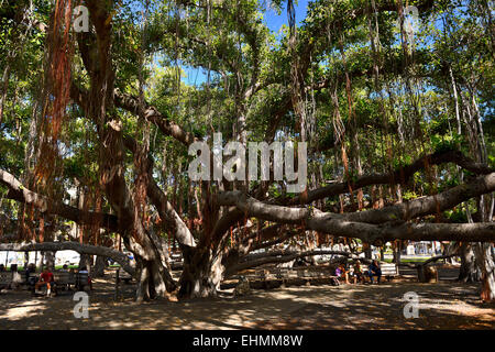 Banyan-Baum auf Front Street, Lahaina, Maui, Hawaii, USA Stockfoto