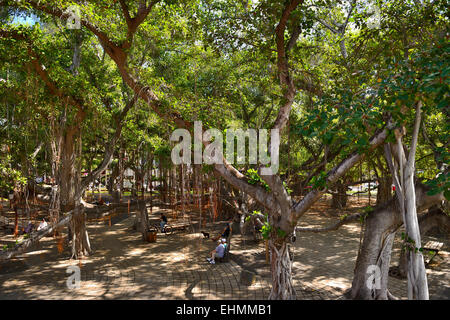 Banyan-Baum auf Front Street, Lahaina, Maui, Hawaii, USA Stockfoto