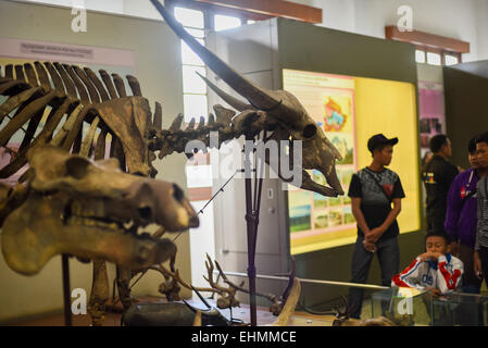 Das Skelett des antiken Wasserbüffels (Bubalus palaeokerabau) wird vor dem Hintergrund von Besuchern im Geologiemuseum in Bandung, Indonesien, fotografiert. Stockfoto