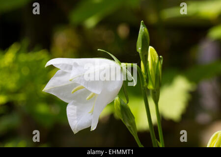 Einzigen weißen glockenförmigen Wildblumen Stockfoto