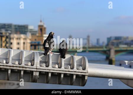 Zwei Tauben auf die Kabel der Millennium Bridge mit Blick auf die Tower Bridge, London, UK. Stockfoto