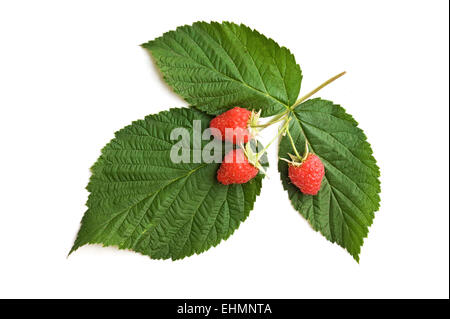 Erdbeeren mit Blättern isoliert auf weiss Stockfoto