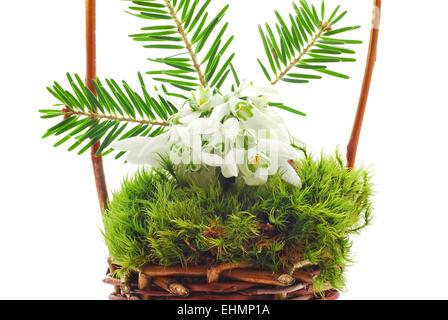 Schneeglöckchen-Blumen-Arrangement in Korb Stockfoto
