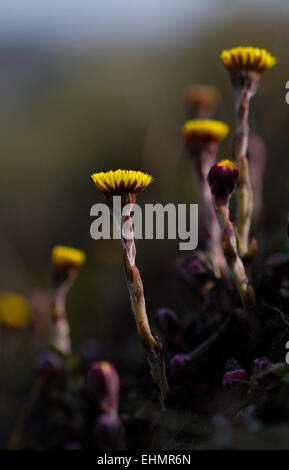 Huflattich oder Coughwort, eines der ersten Blumen im Frühling Stockfoto