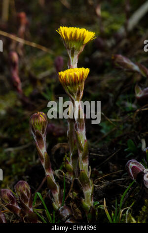 Huflattich oder Coughwort, eines der ersten Blumen im Frühling Stockfoto