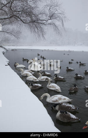 Wasservögel versammeln sich entlang der Kante des teilweise gefrorenen Sees im Prospect Park, in der Hoffnung, von Menschen gefüttert werden. Brooklyn, NY. Stockfoto