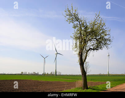 Windkraftanlagen und ein Baum auf dem Feld Stockfoto