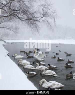 Wasservögel versammeln sich entlang der Kante des teilweise gefrorenen Sees im Prospect Park, in der Hoffnung, von Menschen gefüttert werden. Brooklyn, NY. Stockfoto