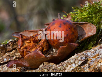 Zwei Marmor-Gallen (von Andricus Kollari) an einem Eichenblatt, einer der beiden nagte. Stockfoto