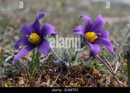 Kuhschelle Pulsatilla vulgaris Stockfoto