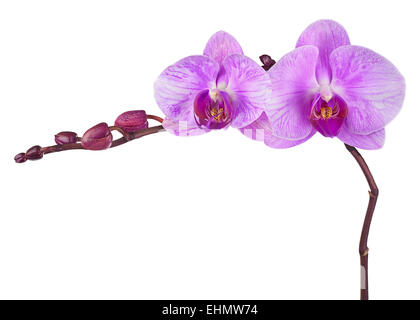 Sehr seltene lila Orchidee isoliert auf weißem Hintergrund. Closeup. Stockfoto